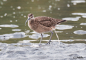 Numenius phaeopus